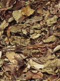 Nightjar on Nest in Leaf Litter  Caprimulgus Sp  Cocksomb Basin  Belize