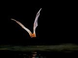 Greater Bulldog Bat Hunting  Noctilio Leporinus  Barro Colorado Island  Panama