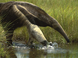 Giant Anteater  Myrmecophaga Tridactyla  Emas National Park  Brazil
