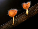 Cup Fungi  Cookeina Tricholoma  Mt Kinabalu National Park  Borneo