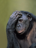 Bonobo Female  Pan Paniscus  Native to Congo (DRC)
