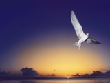 Fairy Tern at Twilight  Gygis Alba  Hawaiian Leeward Islands
