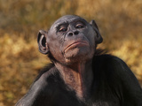 Bonobo Female  Pan Paniscus  Native to Congo (DRC)
