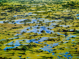 Palm Islands (Aerial)  Okavango Delta  Botswana