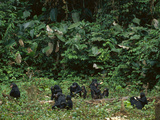 Bonobo Family Group in Forest Clearing  Pan Paniscus  Congo (DRC)