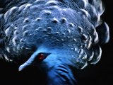Victoria's Crowned Pigeon Male  Goura Victoria  Native of New Guinea