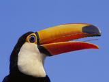 Toco Toucan  Ramphastos Toco  Pantanal  Brazil