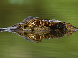 Black Caiman  Melanosuchus Niger  Manu National Park  Peru