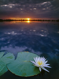 Day-Blooming Water Lily Closing at Sunset  Okavango Delta  Botswana