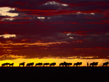 Wildebeests at Dawn  Connochaetes Taurinus  Masai Mara Reserve  Kenya