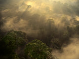 Sunrise over Lowland Rainforest (Aerial)  Danum Valley  Sabah  Borneo
