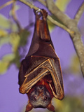 Little Red Flying Fox  Pteropus Scapulatus  Daintree National Park  Queensland  Australia