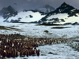 King Penguin Colony  Aptenodytes Patagonicus  South Georgia Island