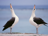 Laysan Albatrosses Courting  Phoebastria Immutabilis  Hawaiian Leeward Islands