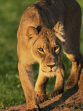 Lioness Stalking  Panthera Leo  Okavango Delta  Botswana