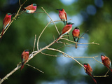Southern Carmine Bee Eaters  Merops Nubicus Nubicoides  Okavango Delta  Botswana