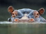 Hippopotamus Surfacing  Hippopotamus Amphibius  Garamba National Park  Congo (DRC)