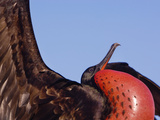 Magnificent Frigatebird Male Displaying  Fregata Magnificens  Tower Island  Galapagos Islands