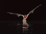 Greater Bulldog Bat Hunting  Noctilio Leporinus  Barro Colorado Island  Panama