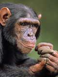 Chimpanzee Male  Pan Troglodytes  Native to Central Africa