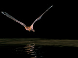 Greater Bulldog Bat Hunting  Noctilio Leporinus  Barro Colorado Island  Panama