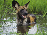 African Wild Dog Cooling Off in Water  Lycaon Pictus  Okavango Delta  Botswana