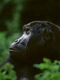 Eastern Lowland Gorilla  Gorilla Gorilla Graueri  Kahuzi Biega National Park  Congo (DRC)