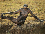 Bonobo Female Stretching  Pan Paniscus  Native to Congo (DRC)