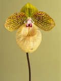 Orchid  Paphiopedilum Fanaticum  Private Collection