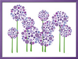Purple Allium