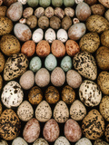Bird Egg Collection  Western Foundation of Vertebrate Zoology  Los Angeles  California