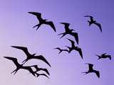 Magnificent Frigate Birds in Flight  Fregata Magnificens  Belize