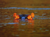Young Hippo  Hippopotamus Amphibius  Linyanti Swamp  Botswana