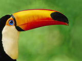 Toco Toucan  Ramphastos Toco  Pantanal  Brazil