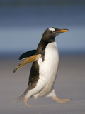 Gentoo Penguin Running  Pygoscelis Papua  Falkland Islands