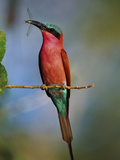 Carmine Bee-Eater with Insect  Merops Nubicus  Botswana