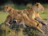 Lioness with Cubs  Panthera Leo  Masai Mara Reserve  Kenya