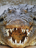 Nile Crocodile  Crocodylus Niloticus  Okavango Delta  Botswana