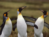 King Penguins Fighting  Aptenodytes Patagonicus  Falkland Islands