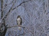 Red-Tailed Hawk in Frosted Tree  Buteo Jamaicensis  Klamath Basin Nat Wildlife Refuge  California