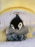 Emperor Penguin Chick Brooded by Parent  Aptenodytes Forsteri  Weddell Sea  Antarctica