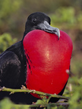 Magnificent Frigate Bird Male  Fregata Magnificens  Galapagos Islands
