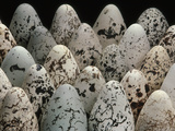 Common Murre Eggs  Uria Aalge  Western Foundation of Vertebrate Zoology  Los Angeles  California