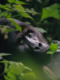 Eastern Lowland Gorilla  Gorilla Gorilla Graueri  Kahuzi Biega National Park  Congo (DRC)