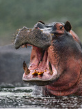 Hippo Threatening  Hippopotamus Amphibius  Linyanti Swamp  Botswana