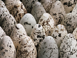 Common Murre Eggs  Uria Aalge  Western Foundation of Vertebrate Zoology  Los Angeles  California