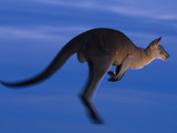 Eastern Gray Kangaroo Leaping  Macropus Giganteus  Murramarang National Park  Australia