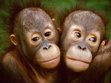 Young Bornean Orangutans Embracing  Pongo Pygmaeus  Sepilok Reserve  Sabah  Borneo