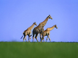 Giraffes on Short Grass Plains  Giraffa Camelopardalis  Chobe National Park  Botswana
