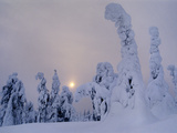 Spruces in Snow  Picea Obovata  Finland